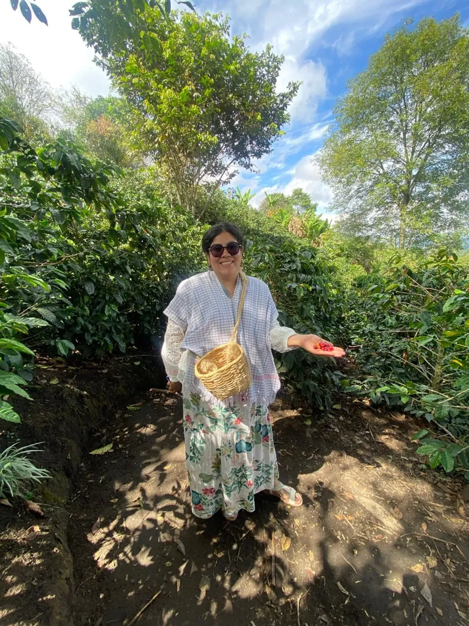Turista con canasto de mimbre recogiendo granos de café en un cultivo del Eje Cafetero
