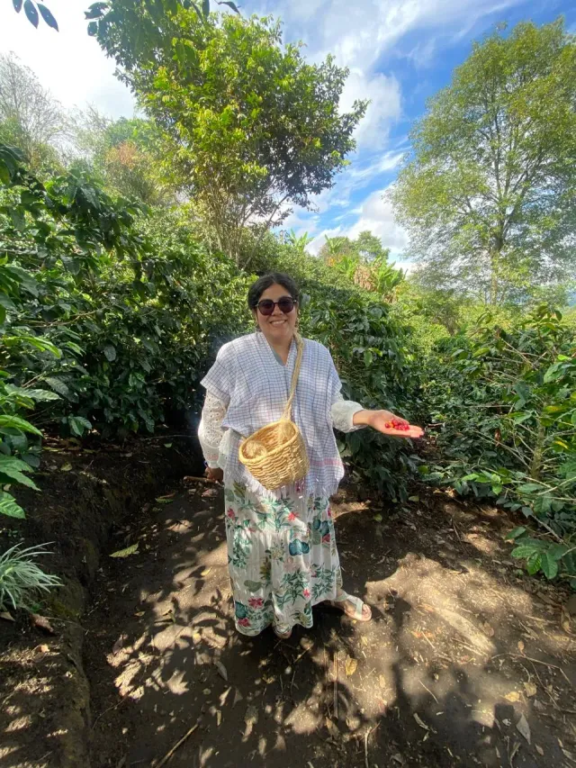 Turista con canasto de mimbre recogiendo granos de café en un cultivo del Eje Cafetero