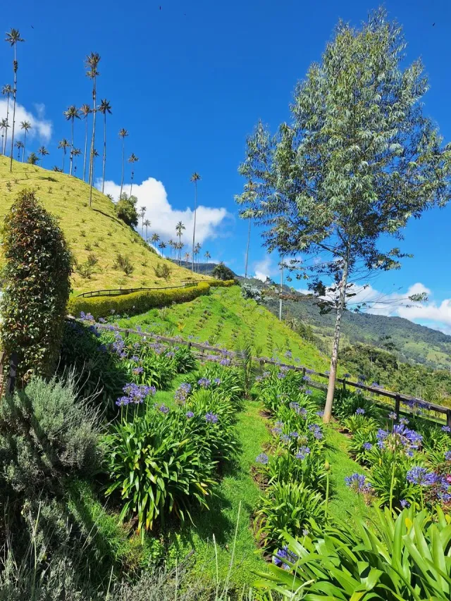 Colina verde del Valle de Cocora con palmas de cera y flores moradas en primer plano